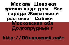 Москва! Щеночки срочно ищут дом - Все города Животные и растения » Собаки   . Московская обл.,Долгопрудный г.